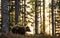 Silhouette of a bear. Forest at sunset background.