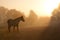 Silhouette of a beautiful Arabian horse