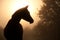 Silhouette of a beautiful Arabian horse