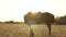 Silhouette of a beautiful brown horse at sunset.