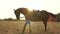 Silhouette of a beautiful brown horse at sunset.