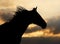 Silhouette of a beautiful horse against sun shining