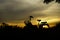 Silhouette of Bicycle and beautiful landscape.Bike at sunset on grass field meadow