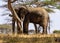 Silhouette of a big adult African elephant Loxodonta africana between umbrella acacia trees