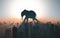 Silhouette of a big elephant walking in front of a city during sunset