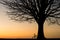 Silhouette of a bike and a winter tree at sunset