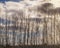 Silhouette of birch trees in a row in the winter