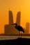 Silhouette of of bird against Bahrain Financial Harbour