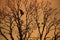 Silhouette of a bird landing on leafless tree branch