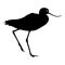Silhouette bird Long billed curlew on a white background