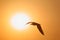 Silhouette of bird opposite sun