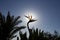 Silhouette of Bird of Paradise Strelitzia reginae