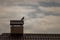 Silhouette of a bird on the roof in sepia