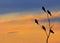 Silhouette bird at sunset