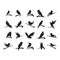 silhouette of bird. Vector illustration decorative design