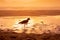 Silhouette of Bird and warm sunrise at Campeche beach in Florianopolis