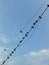 Silhouette birds on blue sky