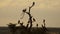 The silhouette Of Birds Sit At the top of The Bare Tree Inside The El Karama Lodge In Laikipia, Ken