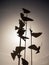 Silhouette of birds in the sky