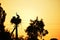 Silhouette of birds storks in a nest with chicks against the sunset sky.