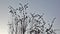 Silhouette birds tree