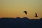 silhouette of a birds. Two seabirds flying together at sunset.