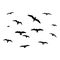 Silhouette of birds. Vector flock of birds in the sky. isolated background.