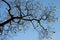 Silhouette of black branch of cotton tree on blue sky background, horizontal view.