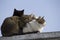 silhouette of a black cat`s head among several cats on the roof