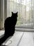 Silhouette of black cat seated by the open window in spring.