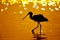 Silhouette of Black-faced Spoonbill (Platalea minor) seeking food in sea with twilight