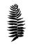 silhouette black fern, vector plant sign