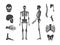 Silhouette Black Human Skeleton and Part Set. Vector