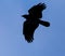 Silhouette of a black raven against a blue sky