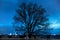 Silhouette of a black tree with fallen leaves against a blue sky