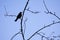 Silhouette of a Blackbird Turdus merula