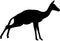 Silhouette of blackfaced impala antelope on the jump