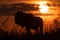 Silhouette of blue wildebeest under setting sun