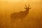 Silhouette of blurred topi standing in grass