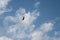 Silhouette of a Boeing V-22 Osprey aircraft on a blue cloudy sky