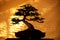 Silhouette Bonsai trees on pot and yellow fabric background