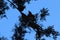 The silhouette of the branches of a desert tree at King Canyon, Outhback Australian