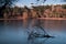 Silhouette branches in the lake