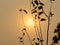 Silhouette branches and leaves with the sunset