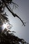 Silhouette Branches of Trees in arz forest in north lebanon