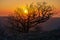 Silhouette of branchy tree in sunset lights. mountain sunset landscape with tree in dusk