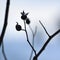 Silhouette of brier rose branch