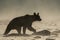 Silhouette of a brown bear Ursus arctos in the water at sunrise. Bieszczady Mountains. Poland