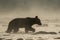 Silhouette of a brown bear Ursus arctos in the water at sunrise. Bieszczady Mountains. Poland