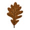 Silhouette brown color of dried leaves oak